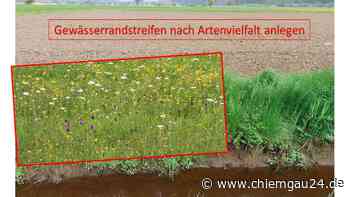 Traunstein: Auch die vorgeschriebenen Gewässerrandstreifen sollen aufblühen - chiemgau24.de