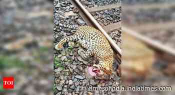 Forest min initiates probe into death of leopard on rail tracks - Times of India