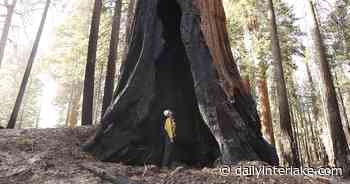 Biden forest plan stirs dispute over what counts as "old" - Daily Inter Lake