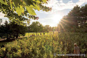 Mini-Forest Revolution: Excerpt - Resilience