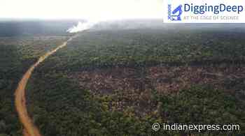 Digging Deep: How animal soundscapes reveal levels of Amazon forest degradation - The Indian Express