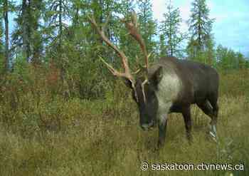 Sask. team works to understand rapid change in boreal forest - CTV News Saskatoon