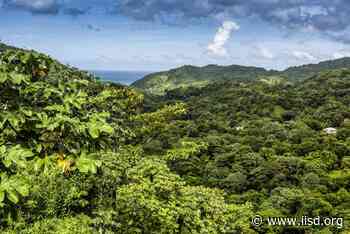 The Roots of Forest Loss and Forest Governance - IISD Reporting Services