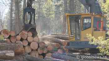 BC increases forest revenue-sharing with First Nations | Watch News Videos Online - Global News