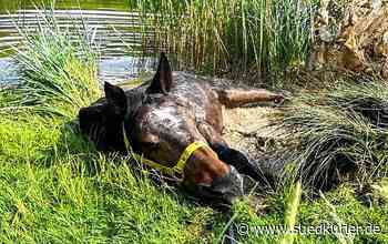Kreis Ravensburg: Pferd sinkt im sumpfigen Uferbereich eines Weihers ein – Feuerwehr kann Tier retten - SÜDKURIER Online