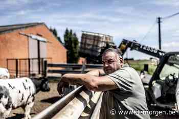 Het Ventilus-project: hoogspanning van Torhout tot Lichtervelde. 'Ook de koeien voelen dat er iets niet klopt' - De Morgen