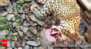 Goa: Forest mininter Vishwajit Rane initiates probe into death of leopard on rail tracks - Times of India