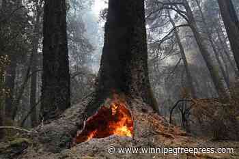 Biden forest plan stirs dispute over what counts as "old" - Winnipeg Free Press