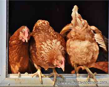 Delta backyard chicken owners on the lookout for bird flu - Delta Optimist