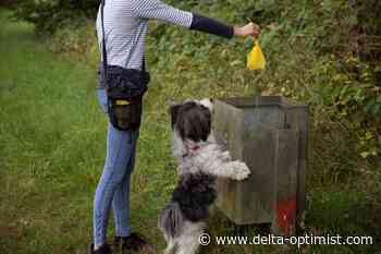 Dog owners need to do better to respect others - Delta Optimist