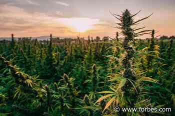 Colorado To Create A Task Force To Study Cannabis Delta-8 THC Products - Forbes