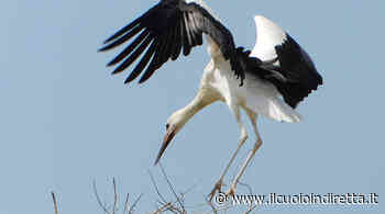 Fucecchio, un tour alla scoperta dei nidi delle cicogne - IlCuoioInDiretta - IlCuoioInDiretta