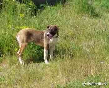 Catania, cani randagi spariti nel nulla e uccisi - Livesicilia.it