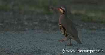 Catania, Lugnan e Ferrarese scaricano il signor Q - ItaSportPress