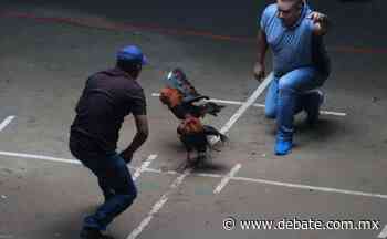 FGR investiga palenque clandestino en Michoacán, en donde mataron a cuatro hombres - Debate