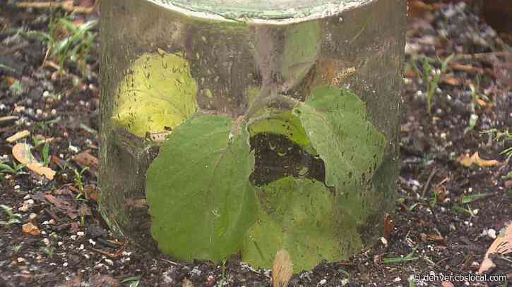 Cloches, Boxes & Buckets: Coloradans Fight To Save Plants From Late May Snowstorm