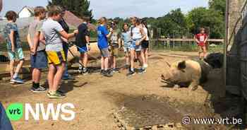 Kindergemeenteraad Diest doet oproep voor adoptie van “atypische” huisdieren - VRT NWS