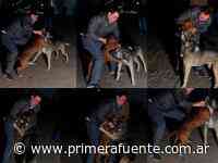 NOCHE DE PERROS Concepción: funcionario municipal defiende a perro callejero de ataque de un Pitbull - Primera Fuente