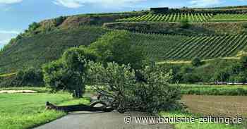 Baum auf der Straße trotz Sonnenschein - Kenzingen - Badische Zeitung