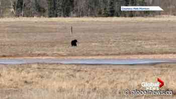 Bear sighted at popular park in Saint John | Watch News Videos Online - Global News