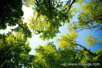 Milton-based foundation raises over $20,000 through hiking event | inHalton - insauga.com