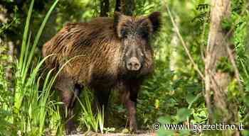 Mega-recinzioni, zone rosse, abbattimenti di massa: ecco il piano friulano contro la peste suina - ilgazzettino.it