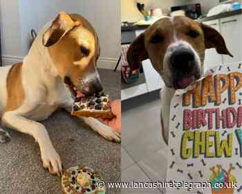 Great Harwood: Perfect Pet Patisserie and Gift shop review
