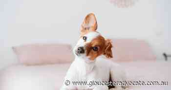 Sound advice for managing deafness in furry companions - Gloucester Advocate