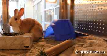 Edmonton Humane Society reopens after 2-year COVID closure of in-person services - Global News