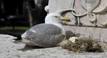 Livorno, gabbiano reale cova uova nel prato della fortezza: a rischio i fuochi d'artificio per Santa Giulia - ilmessaggero.it