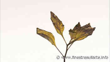 Prato, grandi artisti donano le loro opere per riforestare la città - Finestre sull'Arte