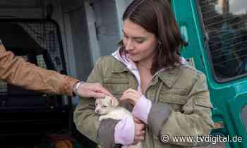 Letzte Spur Berlin: Illegaler Handel mit kranken Hundewelpen - TV Digital