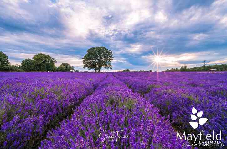 Mayfield’s lavender fields reopen next month
