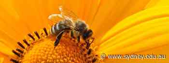 New insecticides to target honey bee enemies - University of Sydney