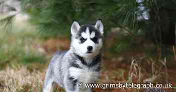 One in five prefer their pets to their partners, survey says - Grimsby Live