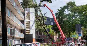 De verbinding tussen flats Boogschutter en Steenbok kan een boom dragen - AD.nl