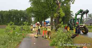 Vrouw komt onder omvallende boom in Diepenheim | Binnenland - Telegraaf.nl