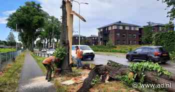 Boom belandt op auto, bestuurster ongedeerd | Nijmegen - AD.nl