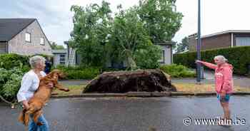 Boom valt op woning na hevige rukwind: “Ze staan gewoonweg te dicht tegen onze huizen” - Het Laatste Nieuws