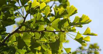 Bestel een gratis boom voor in je tuin - Het Laatste Nieuws