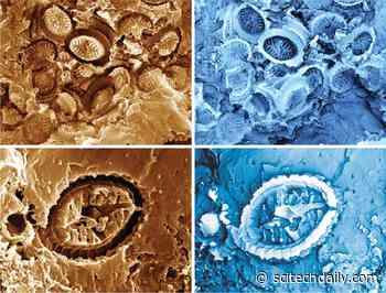 Scientists Discover “Ghost” Fossils – “Completely Unexpected”