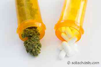 Medicinal Cannabis Reduces Pain and Need for Opiate Painkillers Among Cancer Patients