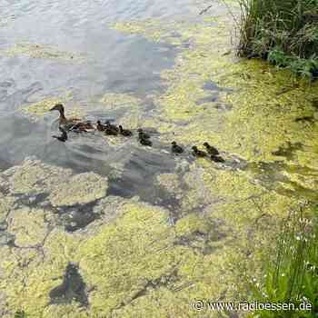 Essen: Tierischer Einsatz für die Feuerwehr - Radio Essen