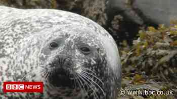 The challenge of tracking seals around tidal turbines