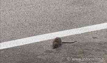 Agropoli, topi in centro: cittadini chiedono derattizzazione - Info Cilento