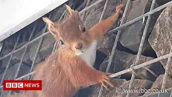 Cheeky red squirrel barricades tawny owl box to start family