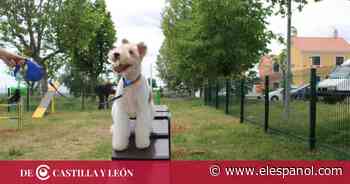 Un nuevo gimnasio para perros en Zamora - EL ESPAÑOL
