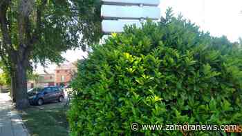 Tiempo en Zamora: sábado de más calor acompañado de posibles chubascos - Zamora News