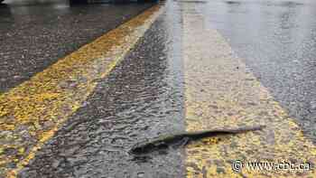 Cyclists asked to watch out for salamanders on Bow Valley Parkway