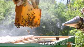 400 years ago this spring, honeybees first arrived in North America on a British ship